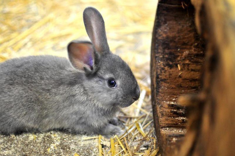 Apartmán Pferdehof Oberegg Werfenweng Exteriér fotografie